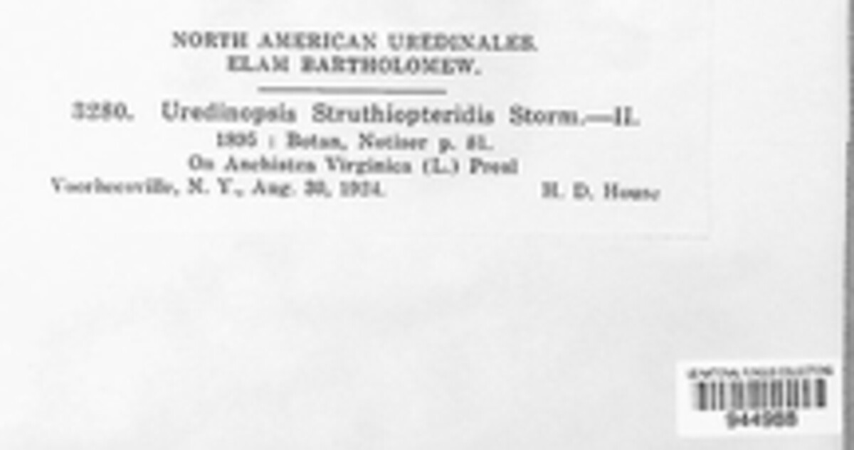 Uredinopsis struthiopteridis image